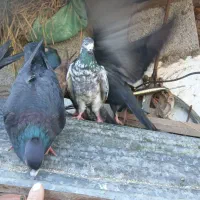 کبوتر|پرنده|لاهیجان, بازکیاگوراب|دیوار