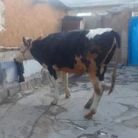 گاو|حیوانات مزرعه|کامیاران, |دیوار