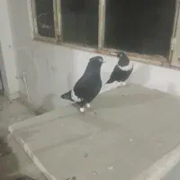کفتر کلاغ