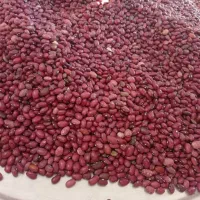 فروش لوبیا قرمز چی تی|خوردنی و آشامیدنی|مرودشت, ثبت احوال|دیوار