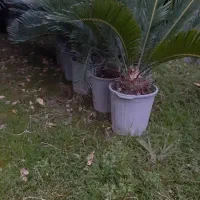 سیکاس ، یوکا ، آگاو ، پالم فیلیفرا|گل و گیاه طبیعی|تهران,  امام زاده قاسم (نیاوران)|دیوار