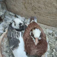 یه جفت جوجه پرشی