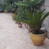 گل  سیکاس  (مخصوص تزئین بی نظیر حیاط ویلا)