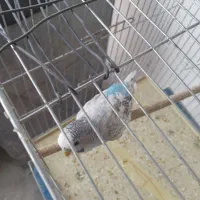 مرغ عشق سبز دستی