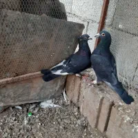 کبوتر|پرنده|بیرجند, |دیوار