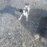 واگذاری ت و ل ه سگ