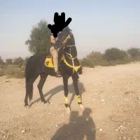 اسب|اسب و تجهیزات اسب‌سواری|شوشتر, |دیوار