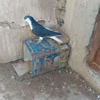 کبوتر چپ و کله