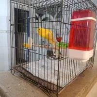 قناری ماده رسمی بلند2025|پرنده|رباط‌کریم, مسکن مهر آبشناسان|دیوار