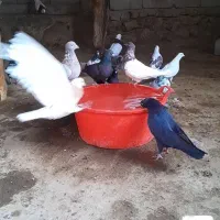 همه رنگ فروشی