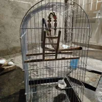 قفس|لوازم جانبی حیوانات|نیشابور, سرآب کوشک|دیوار