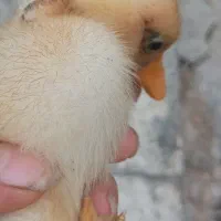 اردک|حیوانات مزرعه|اهواز, آسیاباد|دیوار