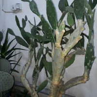 کاکتوس تنومند با سابقه گل دهی