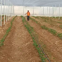 کارگر جهت کار در گلخانه