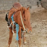 فروشه اسب