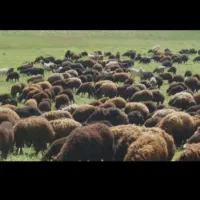 گوسفند زنده همراه با ۸۰ درصد تخفیف ویژه|حیوانات مزرعه|مشهد, کوثر|دیوار