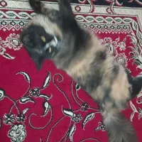 گربه پرشین ماده