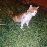 گربه گم شده