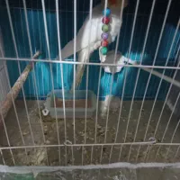 عروس لوتینوو البینو|پرنده|مشهد, شهید آوینی|دیوار