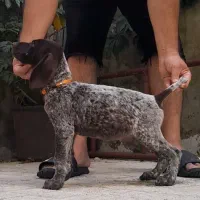توله اصل المان