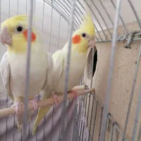 عروس هلندی لوتینو