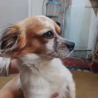 سگ ماده خونگی  تزیینی