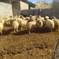 گوسفند داشتی آبس