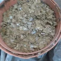 کبوتر کود|گل و گیاه طبیعی|مشهد, نکاح|دیوار