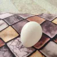 تخم بوقلمون