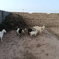 بز با بزغاله