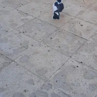 جوجه رنگه|پرنده|مشهد, نیزه|دیوار