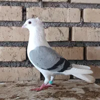 جفت دوکت پلاکی