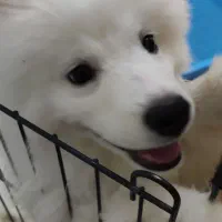 توله سامویید ۵ ماهه ماده شیطون و دوست داشتنی