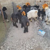 بره بختیاری اصلی .میش .قوچ
