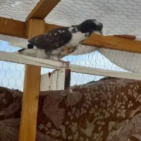 کفتر پرشی شهریار|پرنده|شهریار, شهریار|دیوار