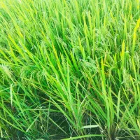 برنج فجر سوزنی