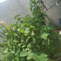 گلهای خانگی|گل و گیاه طبیعی|شیراز, احمدی جنوبی|دیوار