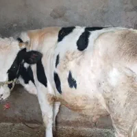 گوساله نر هلشتین