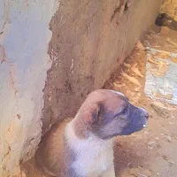 توله گله ای|سگ|تربت جام, معدآباد|دیوار