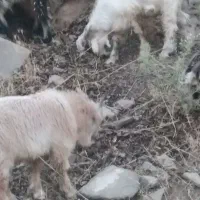 بیگ چاق