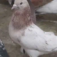 کبوتر تهرانی هما سرور