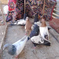 کبوتر سینه سه جفت