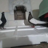 نرو ماده سینه سیاه و قهوه ای درجه یک|پرنده|اندیمشک, |دیوار