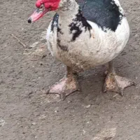 اردک اسرائیلی تخم گذار