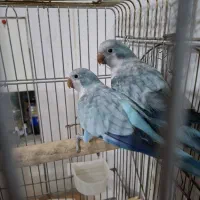 طوطی  راهب جفت  و گرینچک