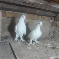 کبوتر|پرنده|مرند, |دیوار