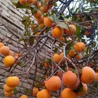 خرمالو سیبی کشاورزی|عمده‌فروشی|عجب شیر, |دیوار