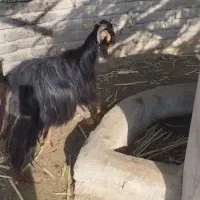 بز جادار