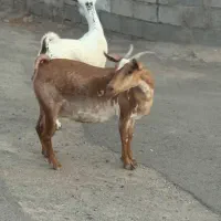 بزعمانی