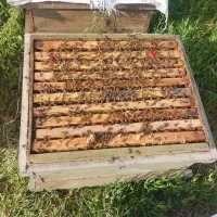 زنبور عسل